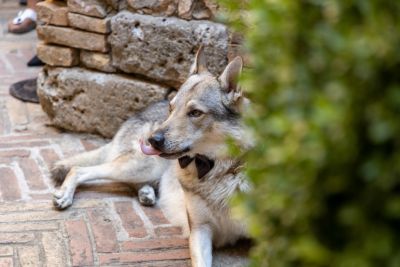 Stefano Franceschini fotografo matrimonio Toscana